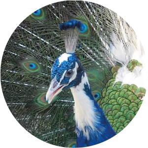 arlequin 005