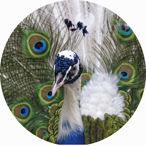 arlequin 007